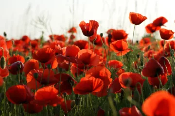 Coquelicot fleur